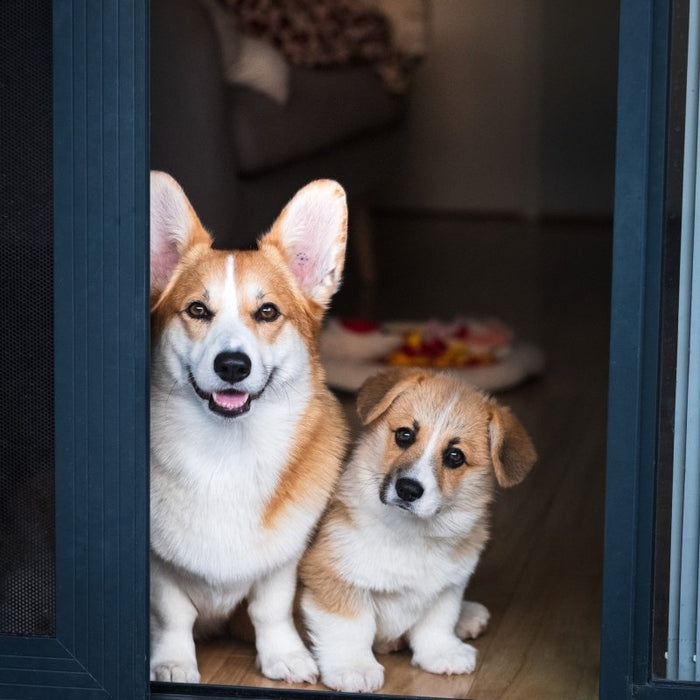 Paws and Panels: How to Protect Doors from Dog Scratches - Home Build Doors