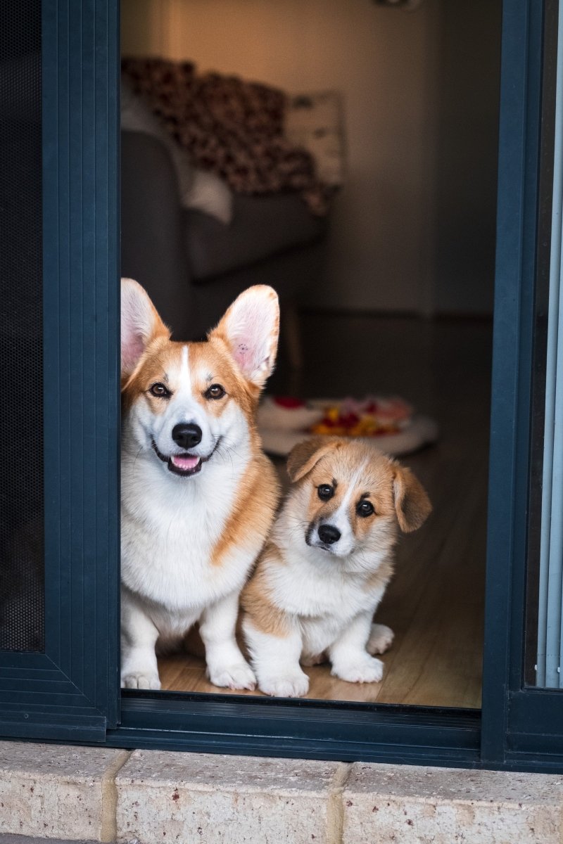 Paws and Panels: How to Protect Doors from Dog Scratches - Home Build Doors